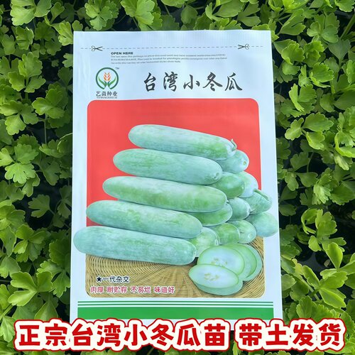 台湾小冬瓜苗带土广东黑皮冬瓜迷你冬瓜蔬菜秧苗大小冬瓜苗满地爬