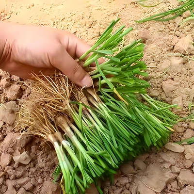 四季韭菜根苗野生老品种本地小叶