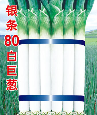 拯农银条80白巨葱种子优质大葱种