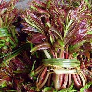 红油香椿种子阳台田园盆栽保健菜籽农家有机蔬菜种子包邮蔬菜种子