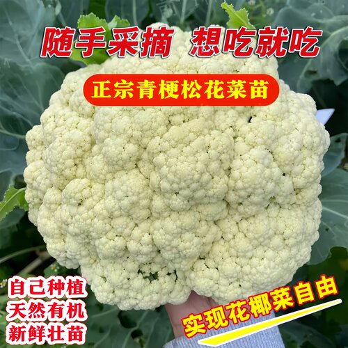 耐寒花菜苗带土青梗松花菜苗蔬菜苗西兰花秧苗花椰菜秧四季蔬菜苗