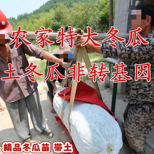 特大粉皮大冬瓜苗秧苗带土巨型本地苗子四季种植苗东瓜种苗老品种