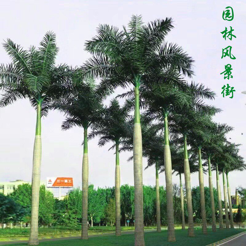 大王椰子树别墅庭院风景树苗王棕不掉叶门前绿化树四季常青观赏树