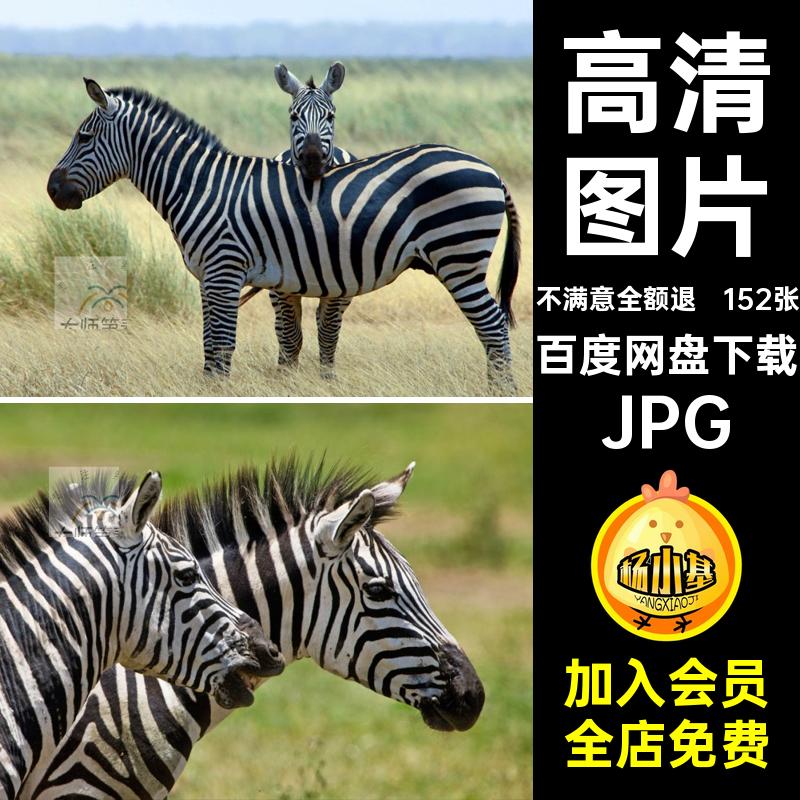 动物生物摄影图片JPG素材喷绘合成陆地大型高清152张斑马图片设计