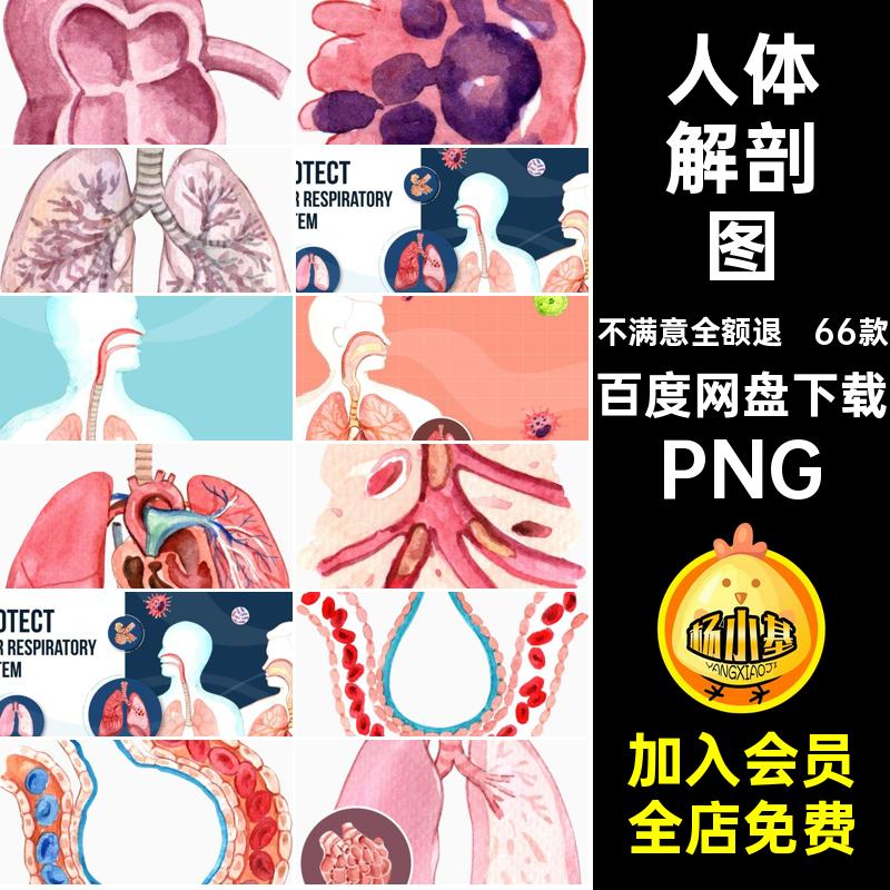 内脏组织脉络图PNG手绘医疗图片素材人体解剖内外科66款呼吸系统