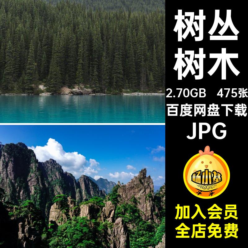 树林设计JPG松树图片喷绘树木摄影图片475张素材合成打印树丛高清
