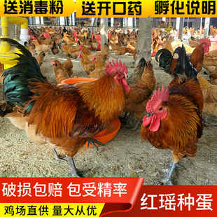 纯种红瑶鸡种蛋可孵化小鸡受精蛋散养土鸡蛋自然受精10枚起发