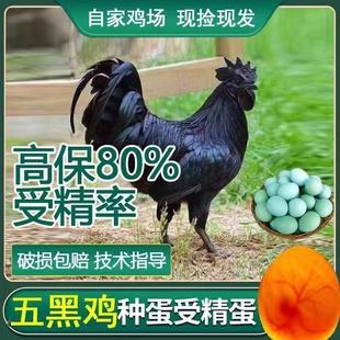 纯种五黑鸡种蛋受精蛋可孵化五黑一绿乌骨土鸡种蛋宠物鸡