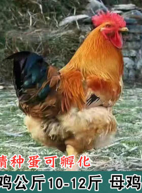 快大型麻黄鸡 K9 港麻882大种鸡受精蛋可孵化小鸡10枚起发