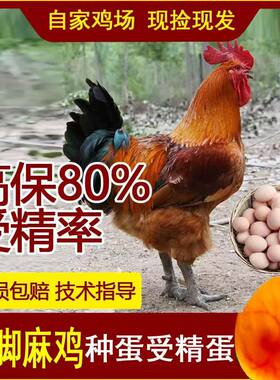 快大型青脚麻鸡种蛋受精蛋可孵化小鸡土鸡蛋10枚起发包邮破损包赔