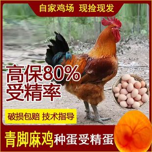 快大型青脚麻鸡种蛋受精蛋可孵化小鸡土鸡蛋10枚起发包邮破损包赔