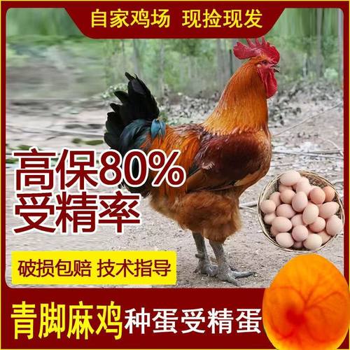 快大型青脚麻鸡种蛋受精蛋可孵化小鸡土鸡蛋10枚起发包邮破损包赔