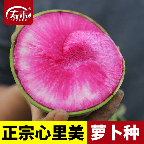 北京杂交满膛红萝卜种子心里美