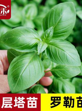 可食用九层塔种子种籽紫罗勒阳台四季盆栽叶金不换香草九成塔孑