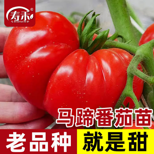 超大体型甜蜜可口马蹄大番茄