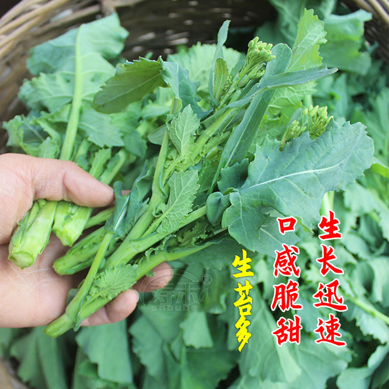 早熟油菜苔种籽秋冬季