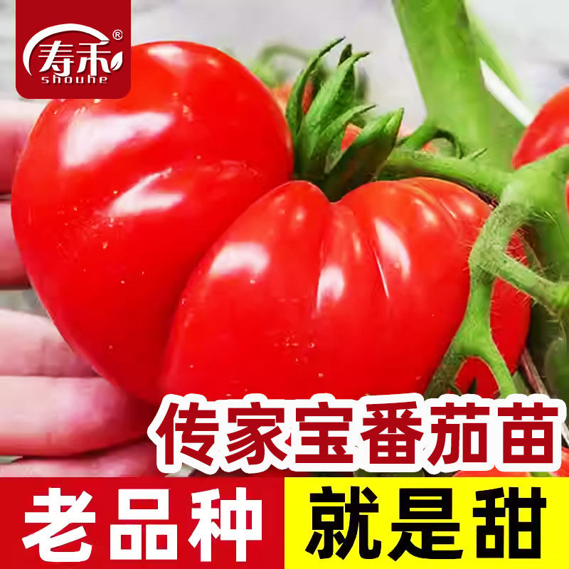 马蹄大番茄种子传家宝大西红柿种籽老品种蔬菜孑苗冰淇淋是什么,鲜花速递/花卉仿真/绿植园艺,家庭园艺种子,淘宝优惠券,粉丝福利购,淘宝优惠卷