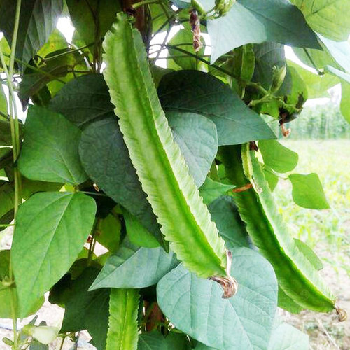 四棱豆种子苗秧豆角种籽