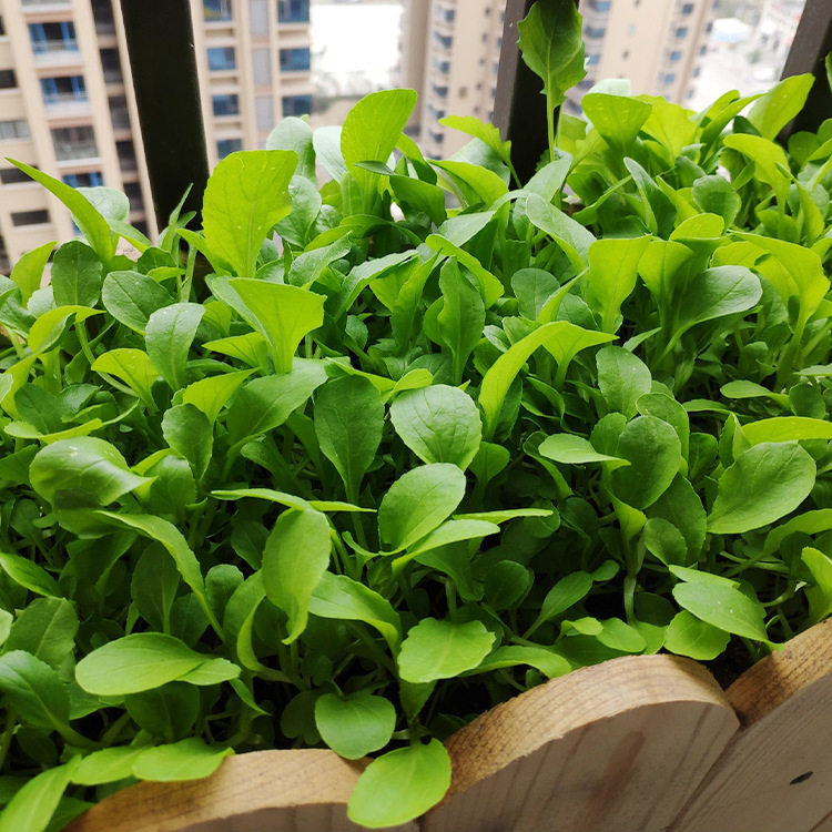 四季上海鸡毛菜种子种籽小白菜青菜油菜秋后毛毛菜种孑菜籽