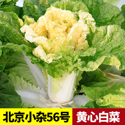 北京小杂56号黄心小白菜种子