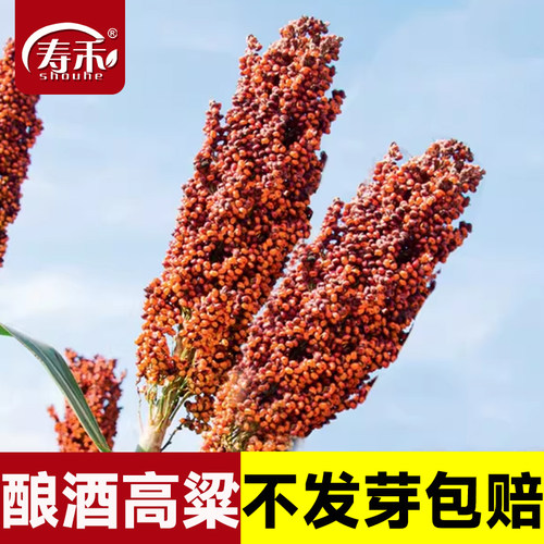 红缨矮杆高粱种子酿酒早熟抗旱