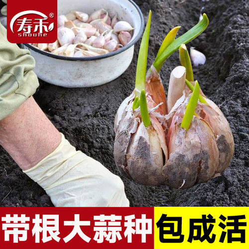 种子大蒜本地红皮紫皮干蒜
