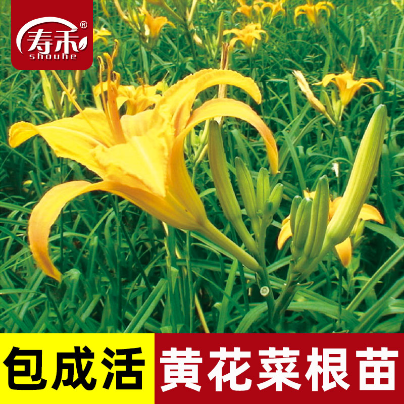 黄花菜食用多年生种植种植苗图片