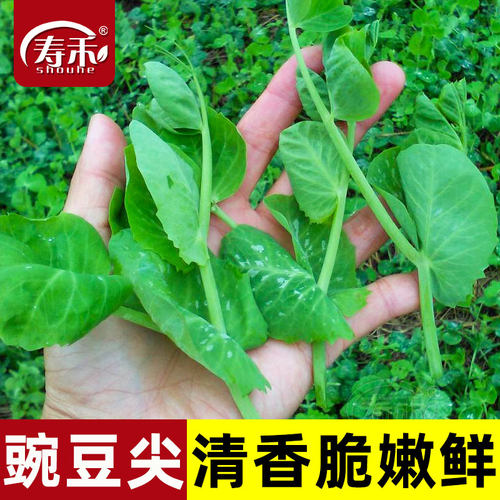 豌豆苗尖芽苗菜种子四季种植