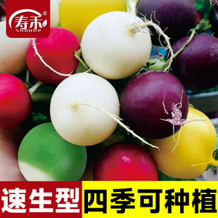 寿光五彩水果樱桃萝卜种子种籽孑子红心红皮罗卜味网红风梨凤犁