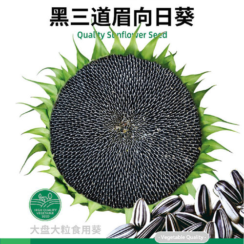 特大食用向日葵种子寿禾