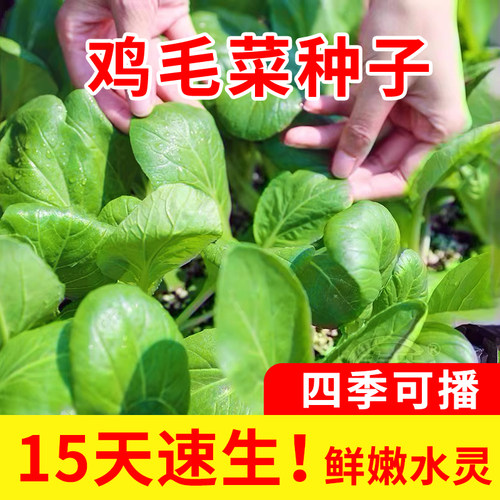 寿禾四季鸡毛菜阳台种植生长快速