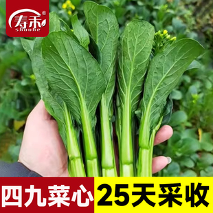 广东四九菜心种子红菜苔孑白菜苔四季 蔬菜种籽苗秧增城迟青菜大全