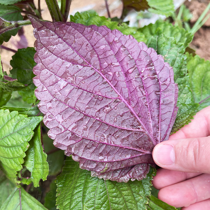 紫苏种子种籽孑子苗盆栽食用紫苏叶四季紫苏子种植菜苗秧苗苏子叶 鲜花速递/花卉仿真/绿植园艺 家庭园艺种子 原图主图