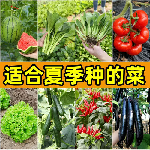 夏季种子适合夏季各种菜子