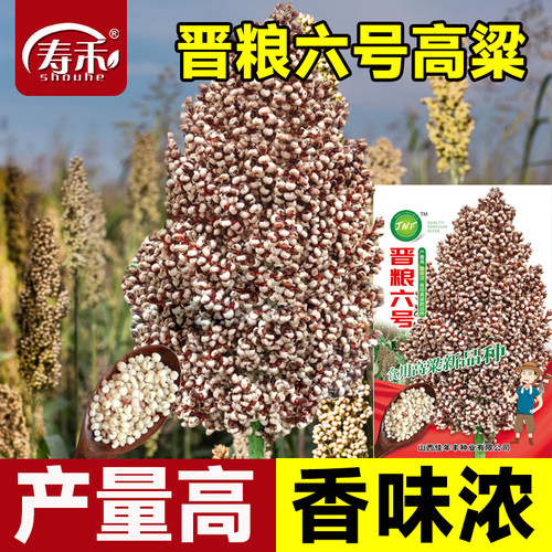 晋粮六号高粱种子种籽孑食用高粱新品种了高产白早熟抗旱五谷杂粮