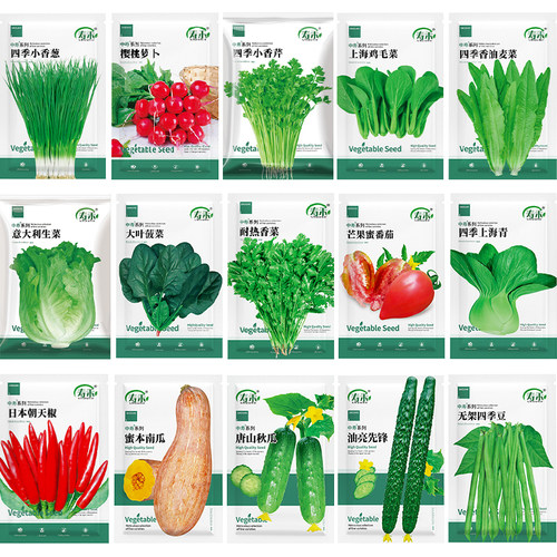青菜秋季种的菜种子四季