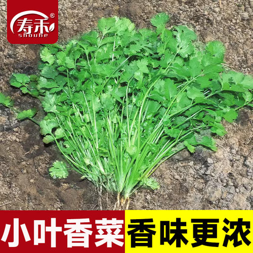 老品种小叶香菜种子味道更香浓