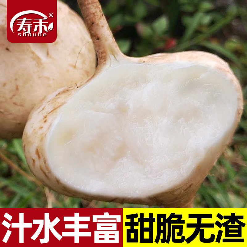 牧马凉薯种子水果地瓜白瓤香甜