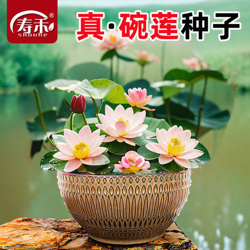 水培庭院盆栽花卉睡莲四季