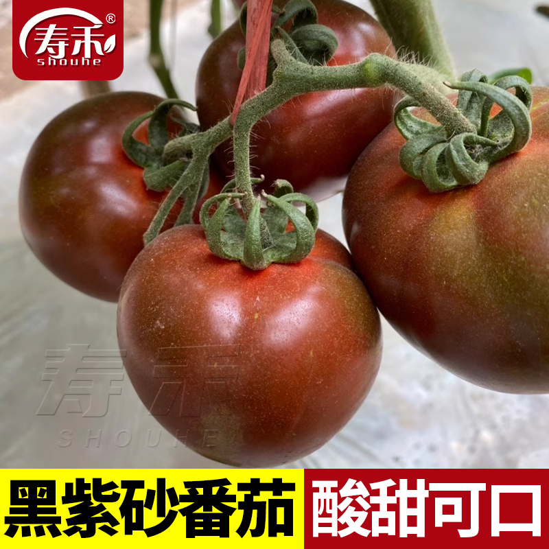 黑紫砂番茄种子大抗病高产春季