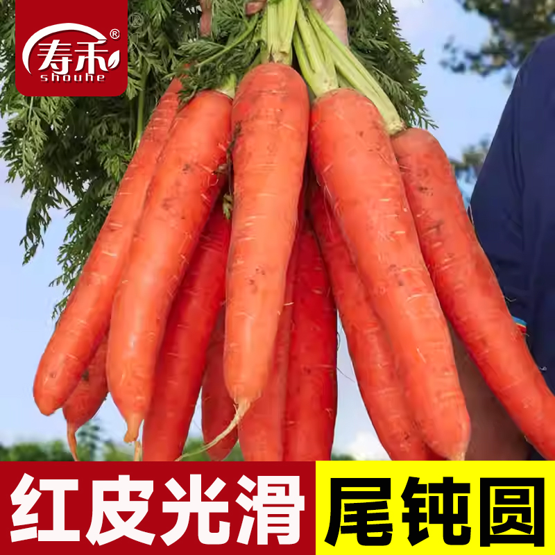 四季籽紫菜大全胡萝卜种子
