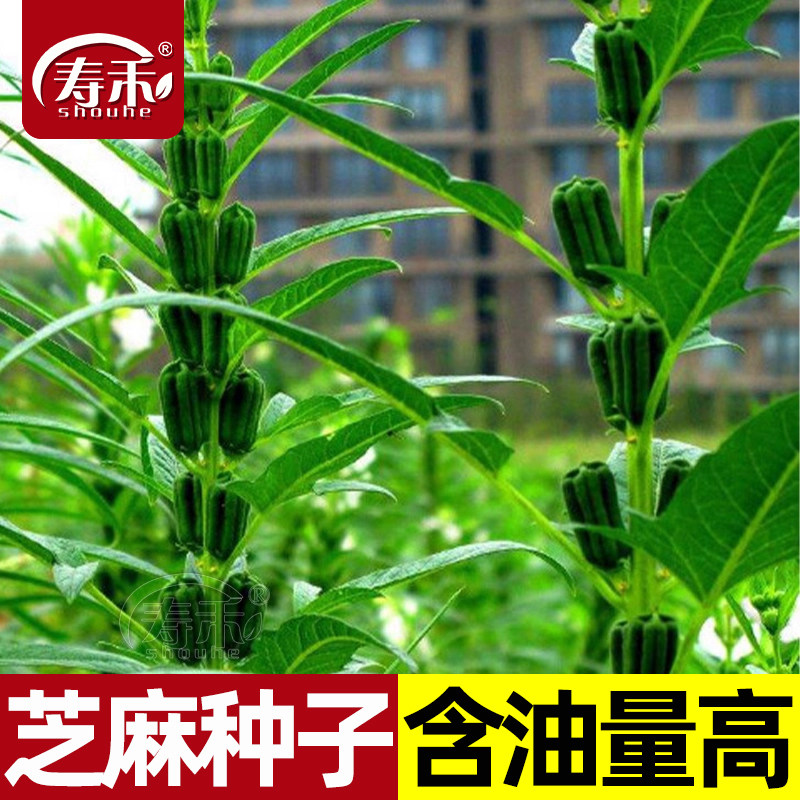 芝麻开花节节高籽粒饱满含油量高图片
