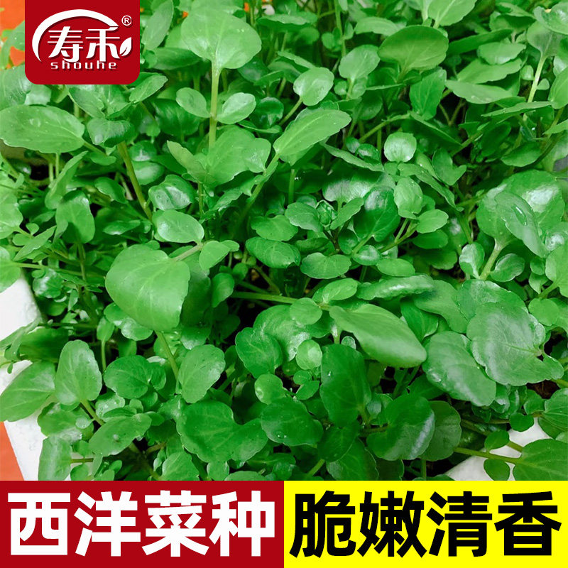 西洋菜种籽豆瓣菜种子四季菜种水芥菜蔬菜菜苗孑种苗籽种广东青菜,鲜花速递/花卉仿真/绿植园艺,种苗/半成品盆栽,淘宝优惠券,粉丝福利购,淘宝优惠卷