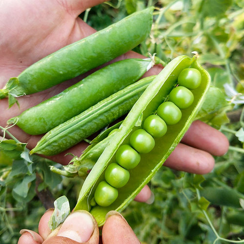 甜豌豆荚质量怎么样 甜豌豆荚口碑怎么样 小麦优选