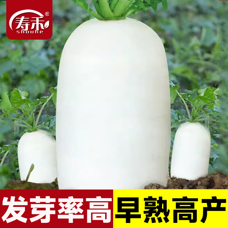 九斤王白萝卜种子白色肉质细嫩