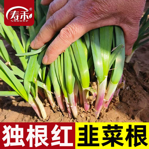 稀植移栽现挖红根宽叶四季