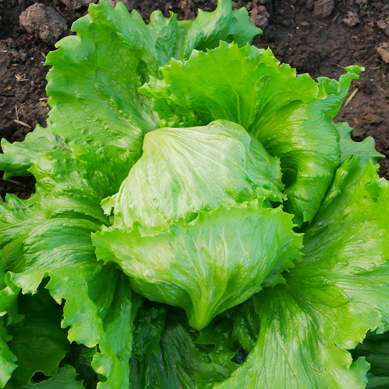 射手结球生菜种子种籽四季