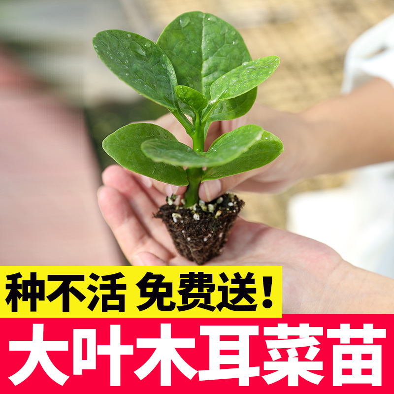 大叶木耳菜种子秧苗爬藤落葵夏天种的四季阳台盆栽各种蔬菜苗幼苗