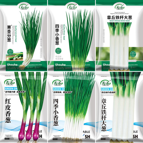 四季葱头种20天吃上鲜嫩小香葱