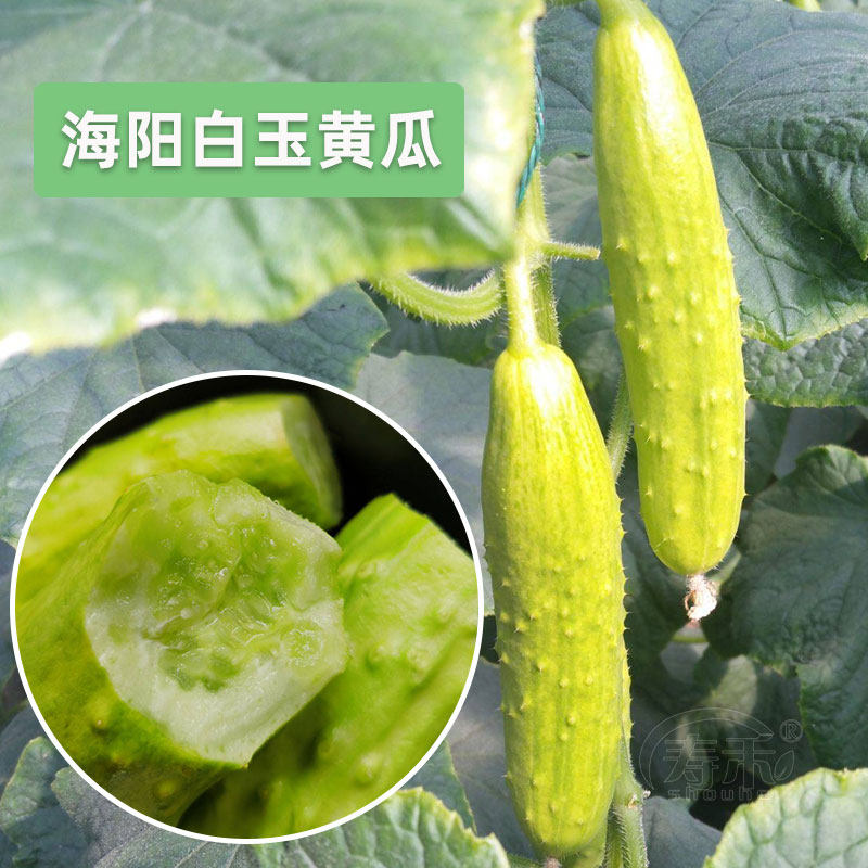 海阳白玉黄瓜种子夏季蔬菜图片
